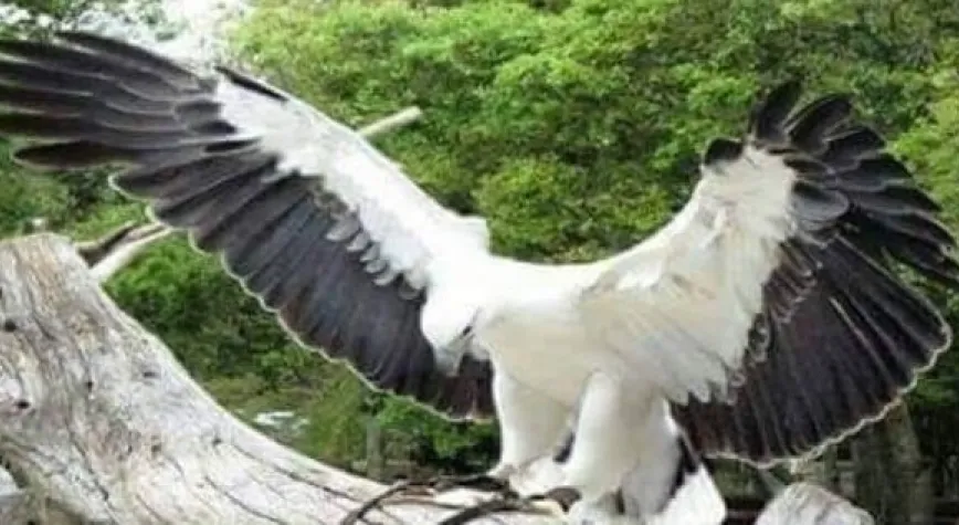 BEŞİKTAŞ TROSSARD TRANSFERİNİ BİTİRDİ!