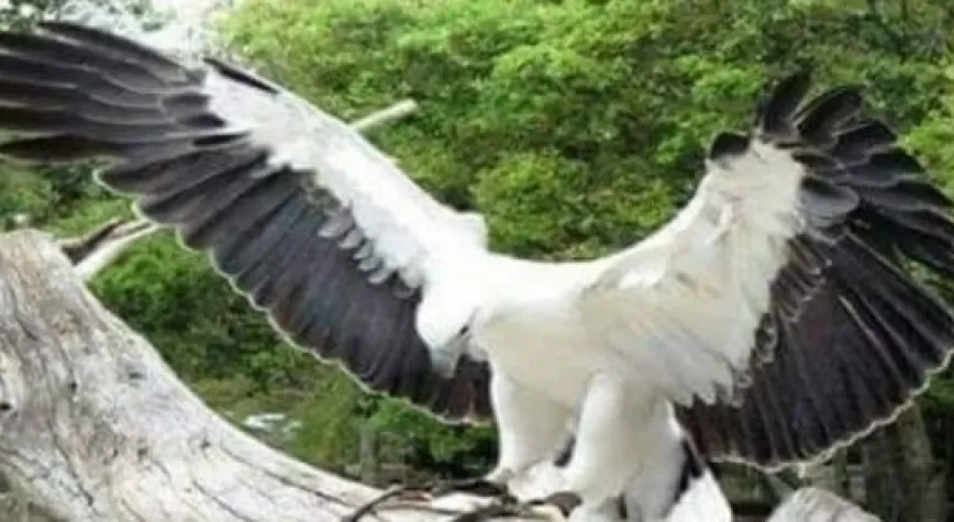 KARTAL 2 ATTI, ÇOK KAÇIRDI...